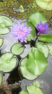 (untitled)